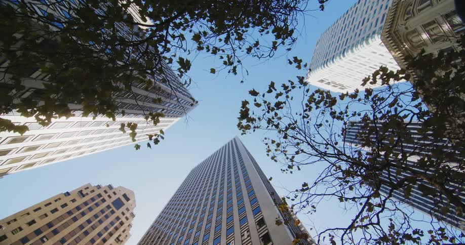 Branches and leaves moving in the wind near city buildings