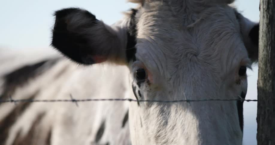 Close up view of a cow in a farm is displayed