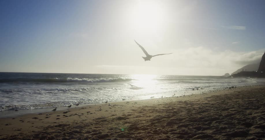 A bird is flying around the beach area in the middle of the day