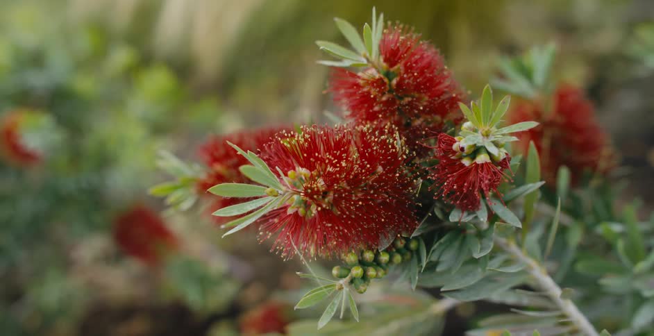 Red blossoms on a bush outside