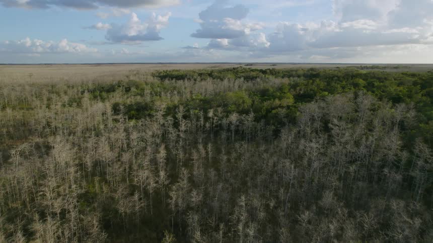 Wooded area of trees near an open grassland