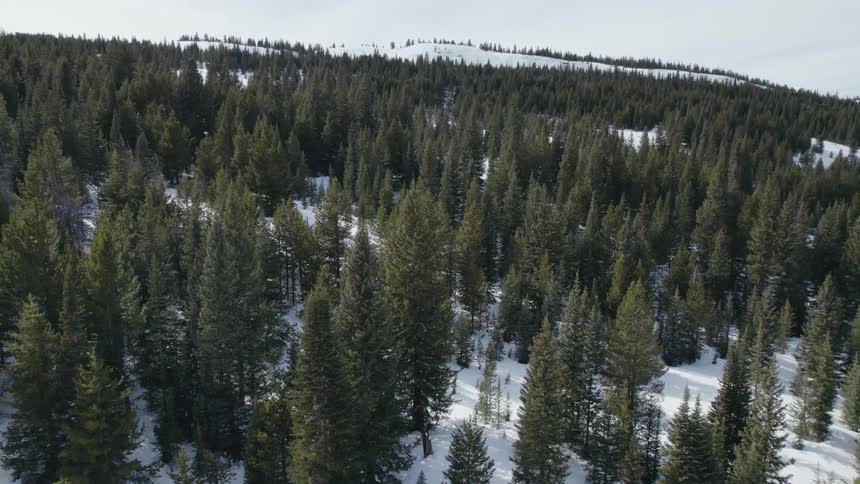 A forest of trees stand above a snow covered ground