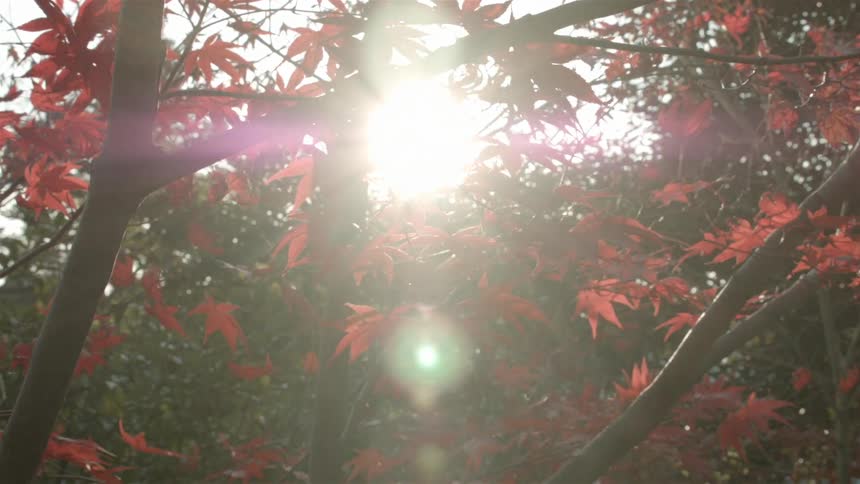 The sun shines brightly through foliage