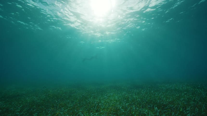 A view of under the ocean water is displayed