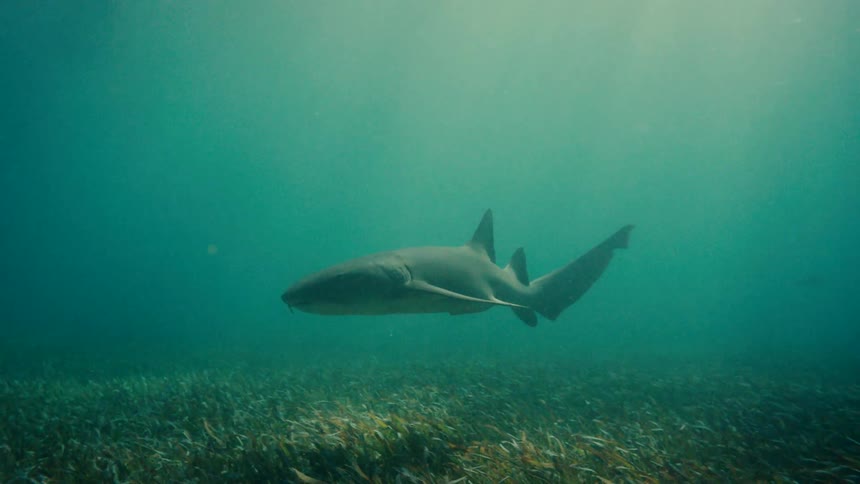 A shark swims underwater as sunlight shines from above