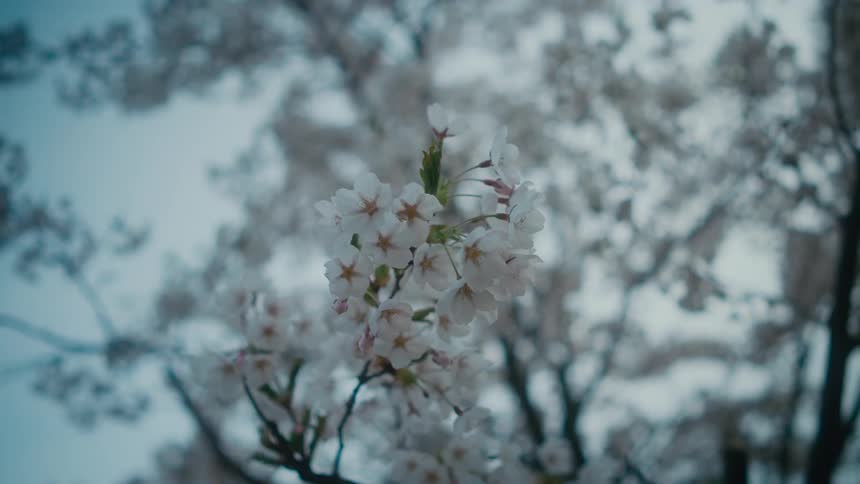 The flowers on a white dogwood tree move in the breeze