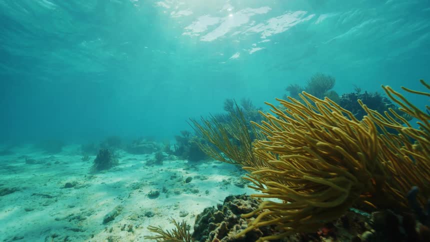 Vegetation on the sea floor sways in the current during the day