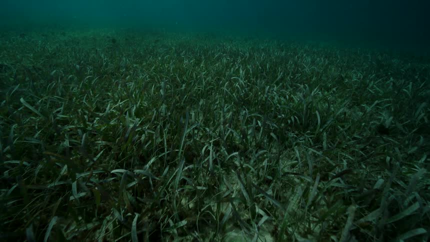 The bottom of the water is covered in seaweed