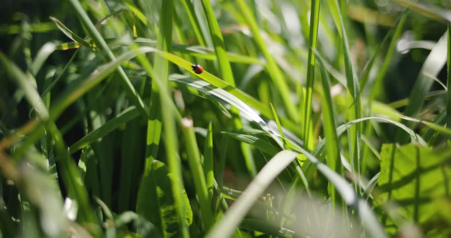 Close up view of grass in a field is displayed