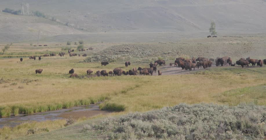 Herd of bison occupy valley as they graze and occasionally butt heads