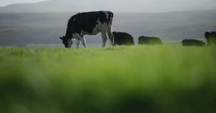Cows graze on grass in field near fog obscured mountain