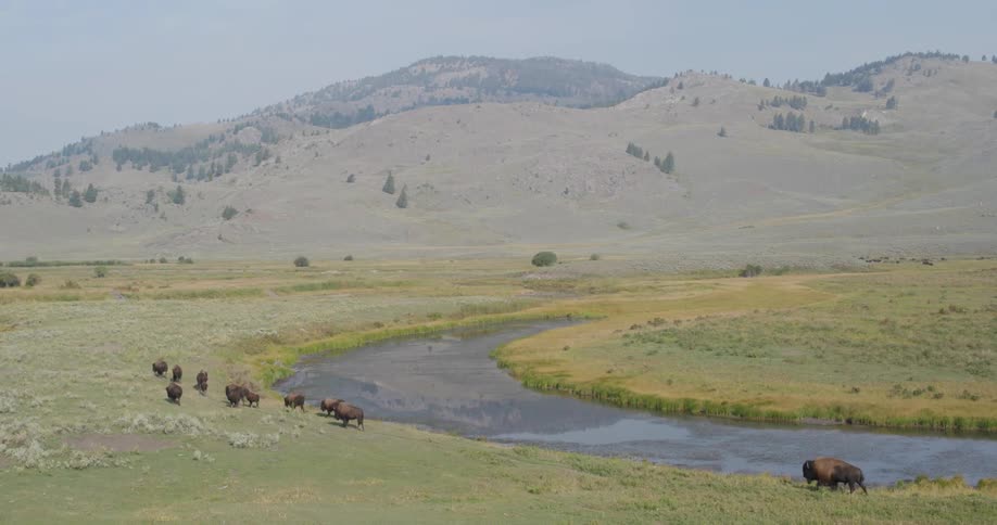 Aerial of a herd of bisons walking alongside a river in the wild