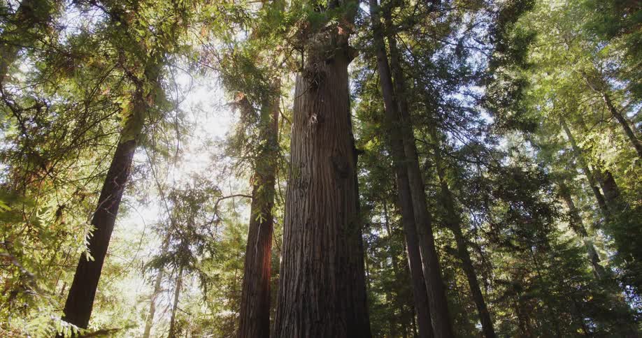 Sunlight shining through tall trees in a forest