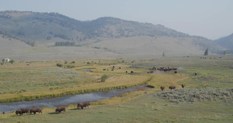 Herd of buffalo graze near river in valley bordering mist and forest covered mountains