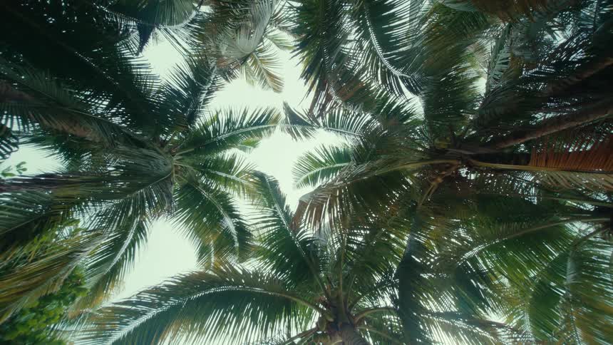 Palm trees are moving in the breeze as birds fly over them