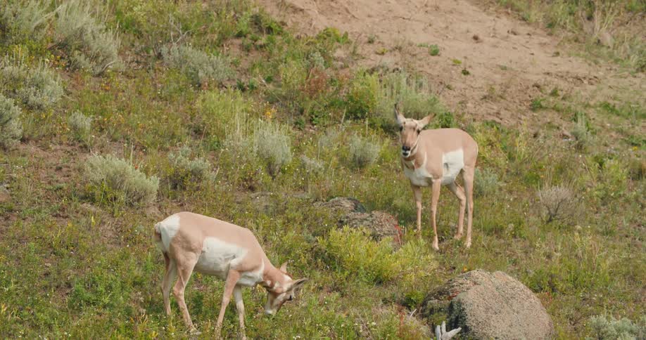 A herd of deers are outside in the fields of grass