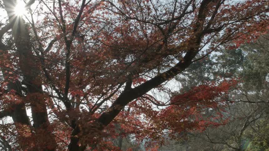 An orange tree on a clear day