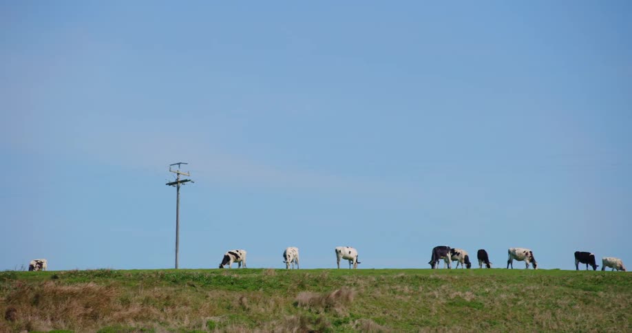 A herd of cows grazing in a rural grassy field
