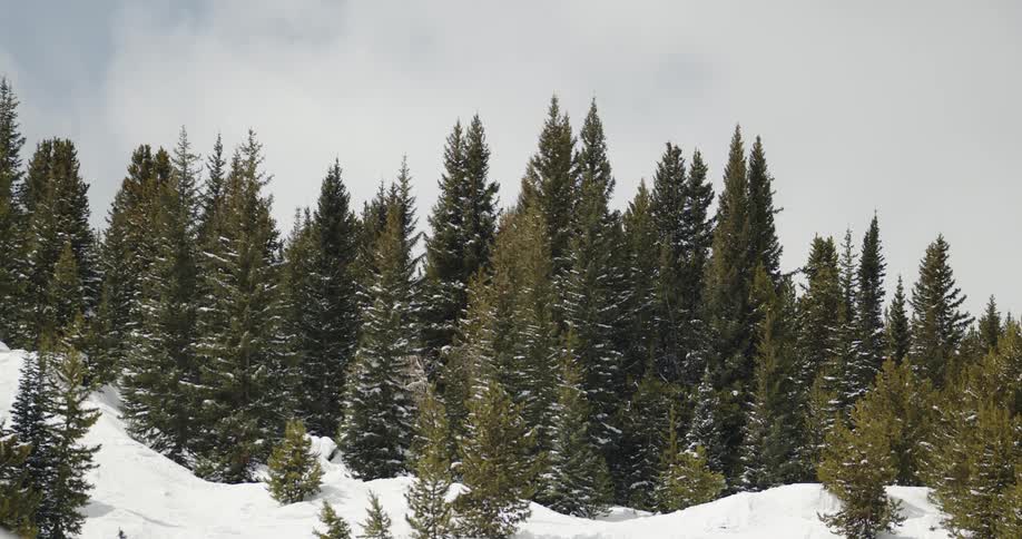 Trees in a forest are displayed during the winter season