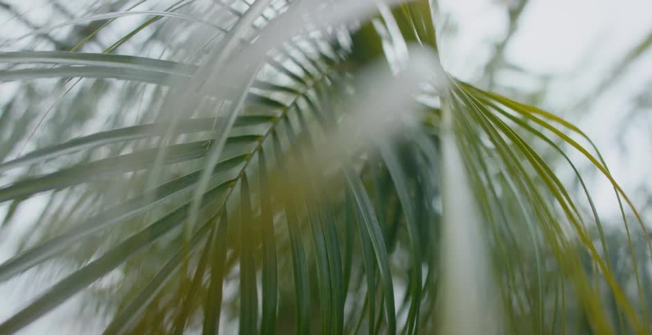 Close up view of tropical plants are displayed in spring