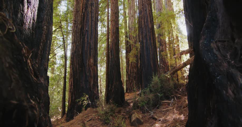 Close up of a trees in a forest