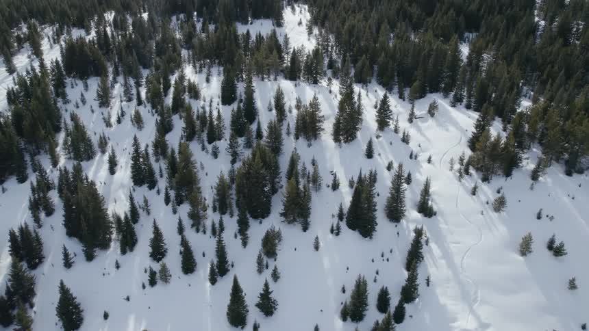A forest of trees stand above a snow covered ground