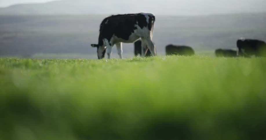 Cows are grazing on grass in a rural area
