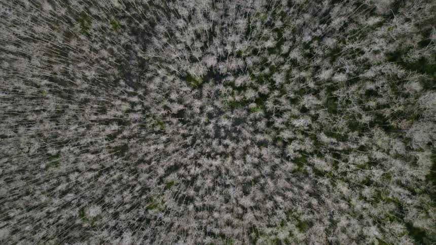 A birds eye view of dense trees in a forest