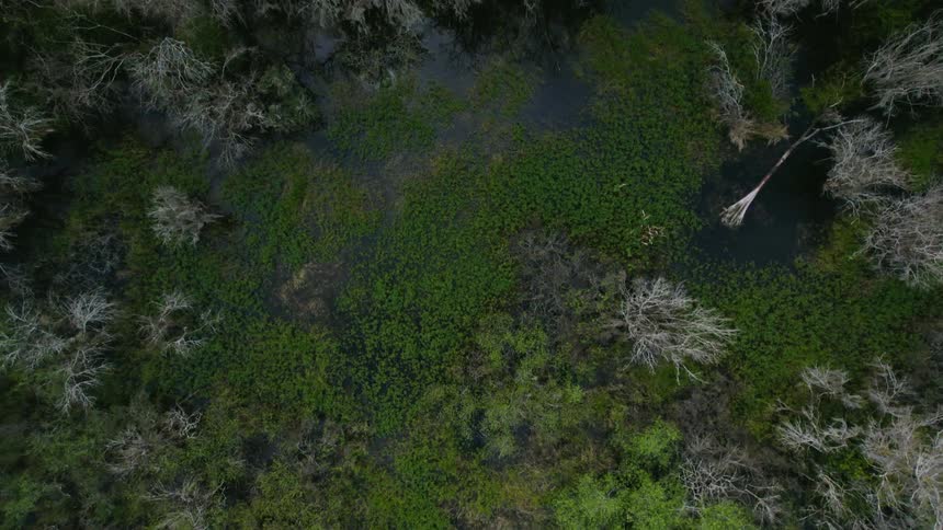 Birds eye view of trees in a forest is displayed