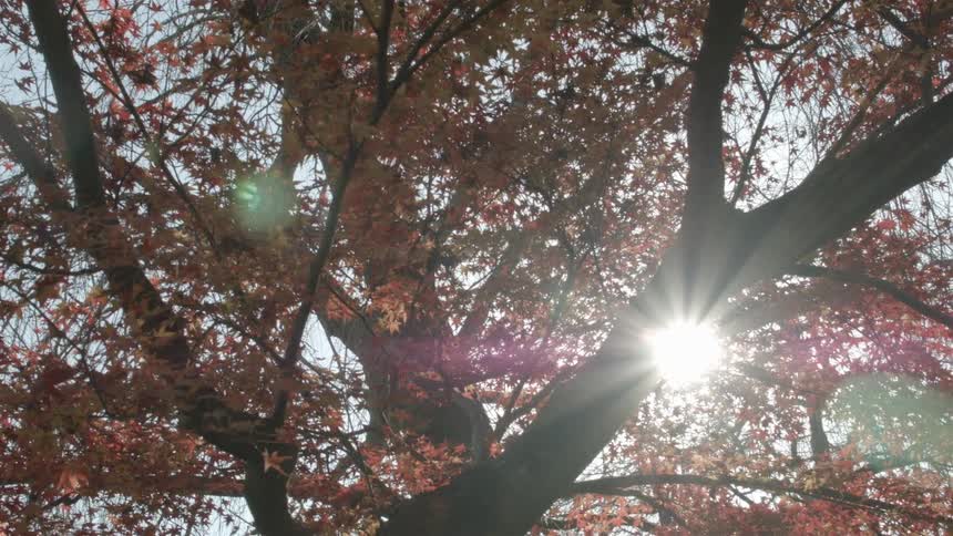 An orange leafed tree during the day