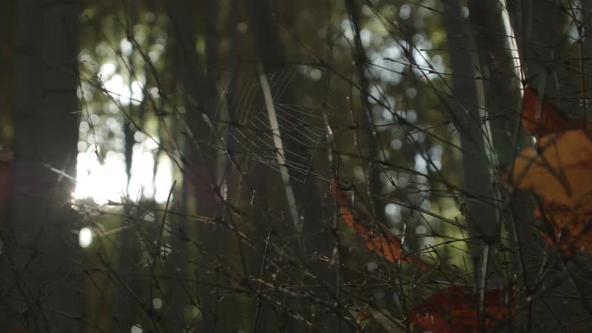 A spider web in a bundle of twigs in a forest
