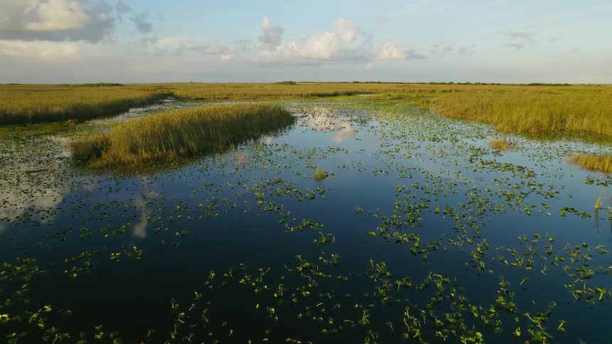 Everglades swamp water in a grassland area is displayed during spring