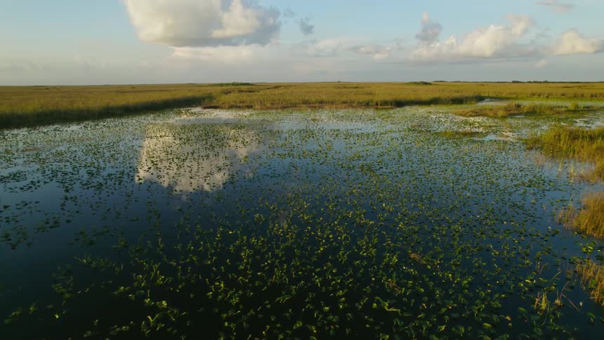 Grassland area and marshland is displayed at dusk