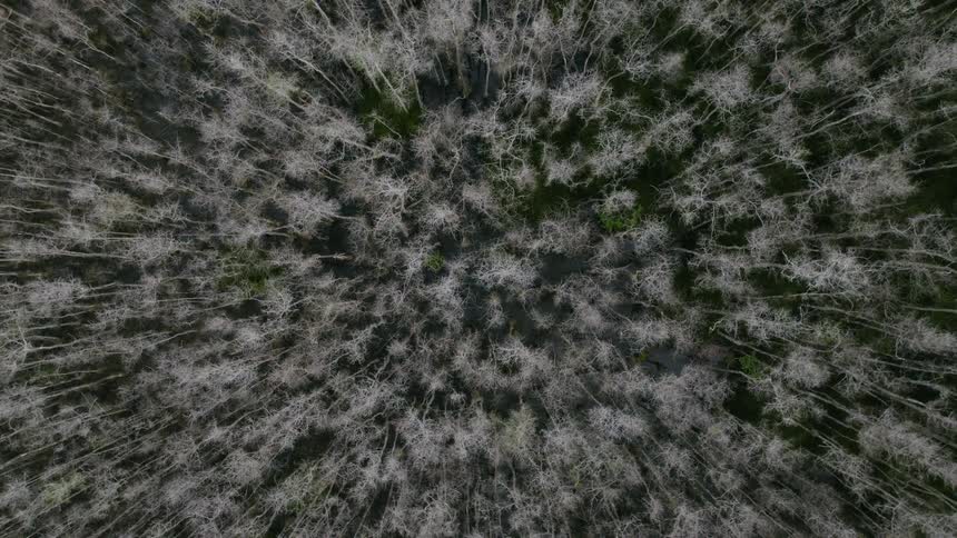 Birds eye view of trees in a forest is displayed