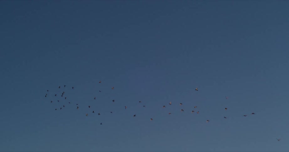 A flock of birds flying over a shoreline at sunset