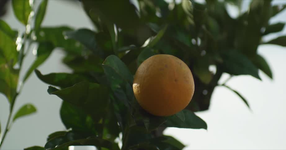 A single orange on an orange fruit tree