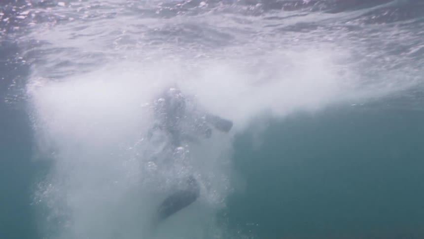 A person wearing scuba gear jumps into the ocean and swims in place above algae and seaweed