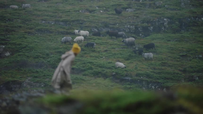 A person walks into a strong wind past sheep on a hill