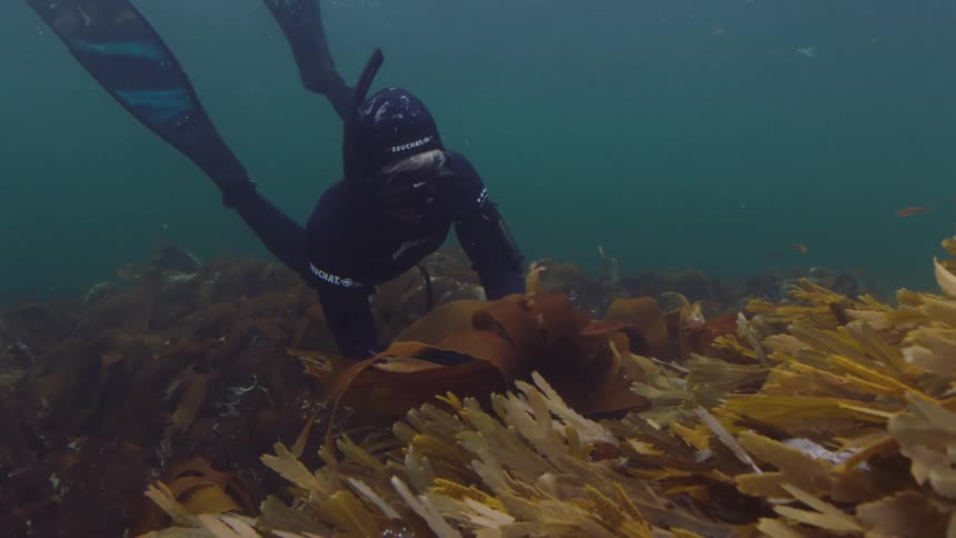 Scuba diver harvest kelp from sea floor with a knife