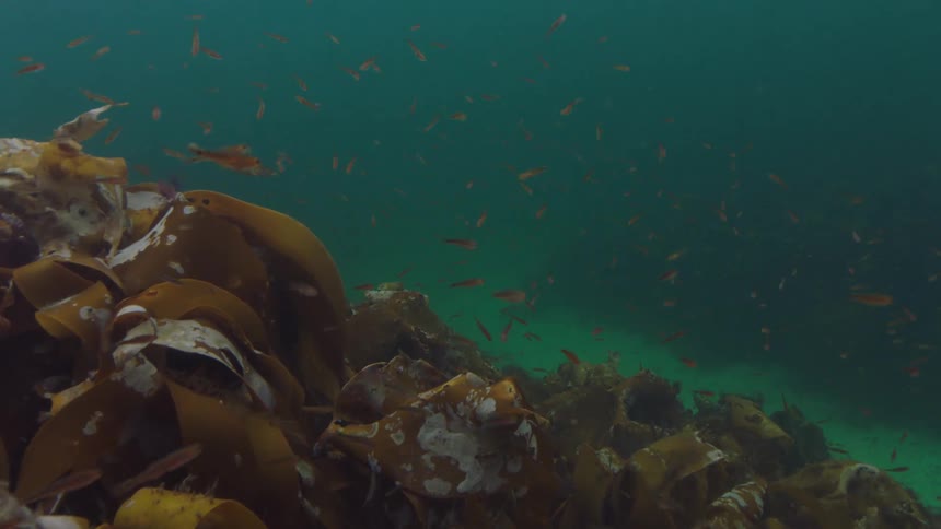 Fish are swimming in the ocean during the night time