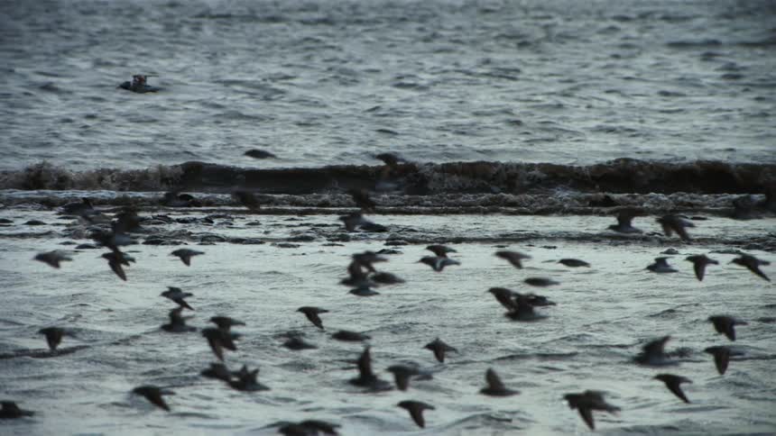 Flock of shore birds fly over the ocean in slow motion