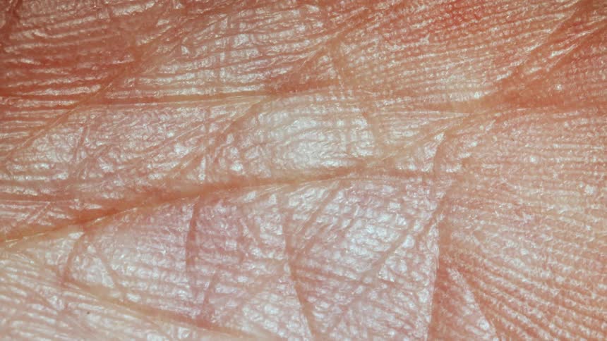 Macro details of the inside of a hand