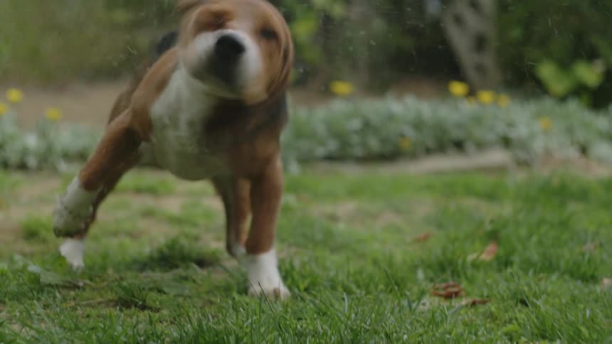 A dog is shaking water off of its coat
