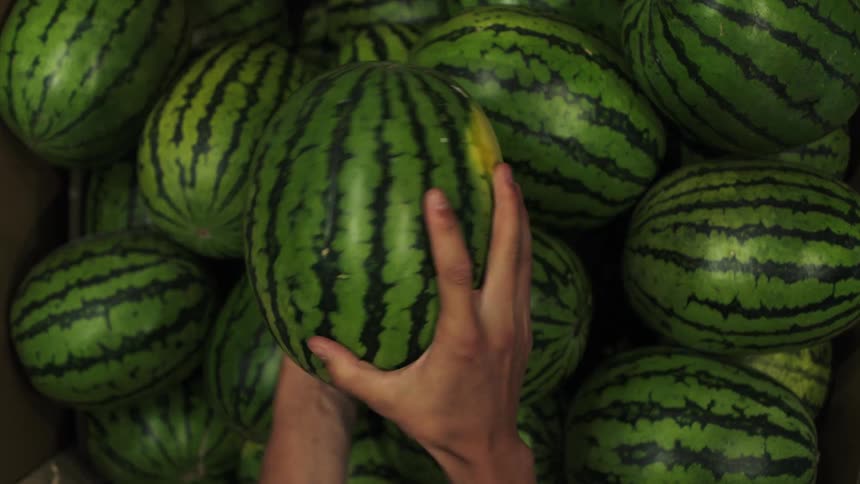 Close up of a persons hands as they pick up a watermelon and knock on it