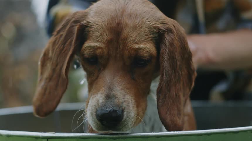 A man bathing a dog
