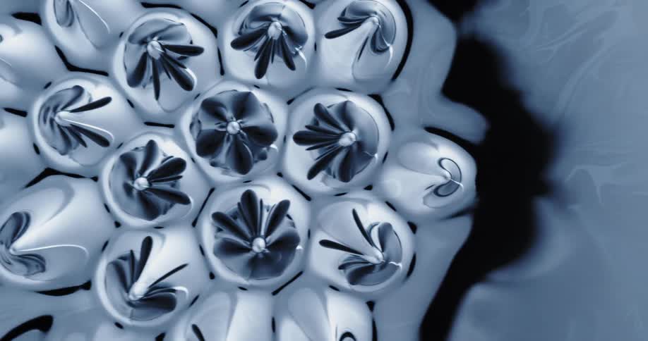 Clusters of nodules enclosing flowerlike shapes emerge then submerge in oily liquid
