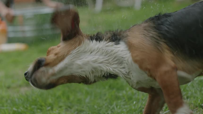 A dog is shaking his fur outside in the day time