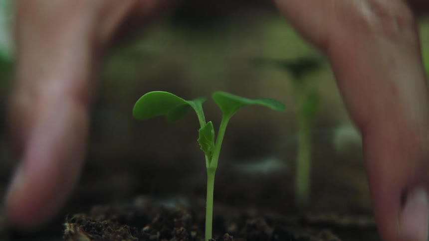 A person lifts a small plant