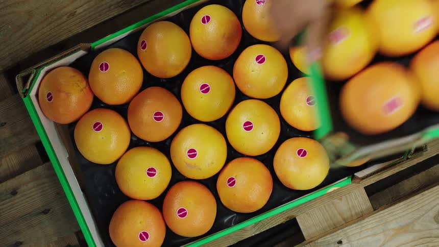 A person placing crates of grapefruit on a wood palette