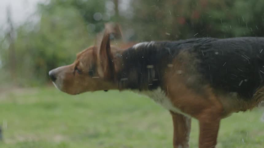 Wet dog shaking water off on the lawn